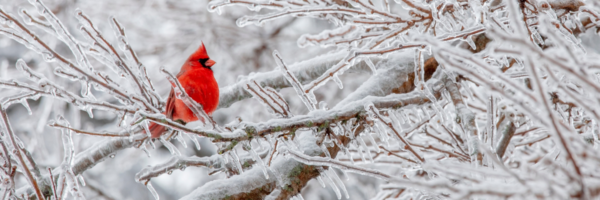 Ilustracja artykułu Ptasi e-wolontariat: zdjęcie kardynała szkarłatnego wśród zimowego krajobrazu