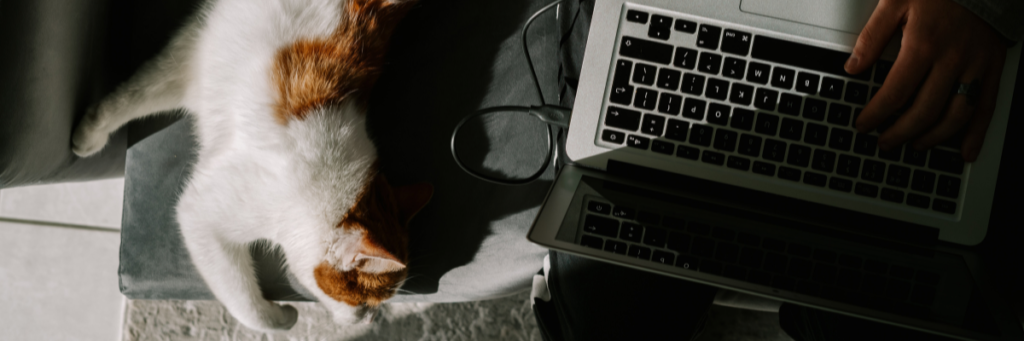 Zdjęcie przedstawia osobę korzystającą z laptopa. Obok leży kot.